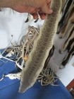 Rattlesnake Skin Prairie Rattle Snake Hide Dry Not Tanned Wrap 35 In  J11