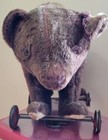 Antique Steiff Riding Bear On Wheels