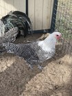 6  Super Rare Silver Deathlayer Chicken Fertile Hatching Eggs 