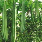 Heirloom Ridge Gourd   Angled Luffa Seeds   15  Seeds Organic Non-gmo Grown Usa