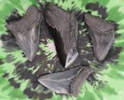 Megalodon Sharks Teeth 4 No Restorations Fossil Sharks Teeth Tooth