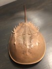 Atlantic Horseshoe Crab Skeleton 