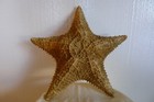 Vintage Starfish Real Dried Seashell Shell Large 12  Diameter X 3  High Vgc
