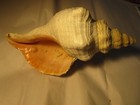 Large Florida Horse Conch Shell  Natural Internal Spots  13-1 2  Long X 6 