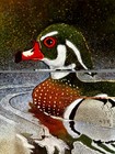 Signed Norman Brumm    wood Duck     Enamel On Copper Plate 8 5   