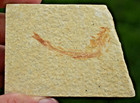 5 Baby Fossil Fish  49      Knightia   Diplomystus     Ave  Length 1 5  - 2 0 