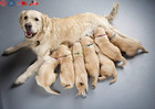 12 Pcs set Soft Nylon Puppy Id Collar Adjustable Whelping Breakaway Litter New