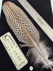 Huge Great Argus Pheasant  Over Rump Center Tail Feather  57