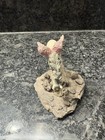  343 Westland Mother   Colt Pegasus Horse Figurine Pink Sparkle Wings Decoration