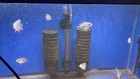 Goldenbase Flowerhorn Cichlid Fry 1    Approx  Unsexed Pack Of  5 