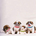15 Pcs Puppy Id Collars 15 Colors Puppy Whelping Collars Double-sided Sof