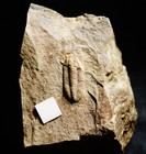 Rare  Big Phillibole Carboniferous One Of The Last Trilobite Fossil Species  