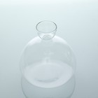 Avocado Seed Starter Vase Transparent Glass Vase For Growing Plant Home Decor