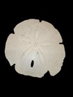 Rare Large 5  Sand Dollar With 3 Others  Rare Size  Excellent Natural Condition