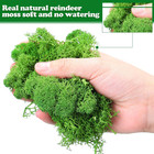 21 2 Oz Moss Preserved 1 32 Lbs Green Preserved Reindeer Moss Bulk Artificial De