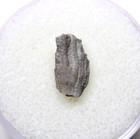 Dendrocrinus Crinoid Fossil Ordovician Kentucky Lexington Limestone