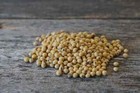 Glyphosate-tolerant  roundup Ready  Forage Soybeans