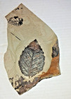 Eocene Leaf Fossil Green River Formation 