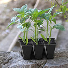 30 Pack 6-cell Seed Starting Tray For Seedlings  Plant Starter Trays With New