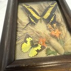 Vintage Real Tropical Butterfly - Fine  Framed  Under Glass