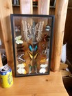 Vintage Real Butterfly Moth Rare Taxidermy Handmade Case Display Shadow Boxes 14