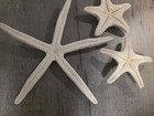 Lot Of 3 Natural White Starfish Shells Decorative Beach Nautical Craft Starfish