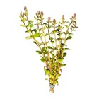 Rotala Blood Red - Buy3get1free - Live Red Aquarium Plant