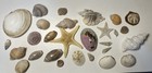 Alaska Shell Collection  Collected In Se Alaska  Mix Of Small Shells And Inverts