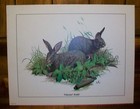 Vintage Don Balke Cottontail Rabbit Matte Lithograph Wildlife Art Print Usa