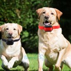 Waterproof 1000 Yard 2 Dog Shock Training Collar With Remote - 4 Training Modes