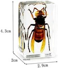 5pcs Real Asian Giant Hornet Resin Insect Specimens Paperweight Display 4 3cm