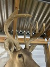 Whitetail Deer Head Shoulder Mount 8 Point Taxidermy Velvet