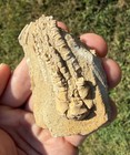Phacelocrinus Longidactylus Crinoid Calyx Fossil Alabama Bangor Limestone Plate