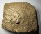 Oklahomacrinus Alva Crinoid Calyx   Stem Fossil Alabama Bangor Limestone Unique 