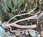 Set Of 2 Large Driftwood Manzanita Aquascape Aquarium Terariam 