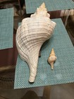 19 1 2  Horse Conch With Operculum And 4 1 2  Juvenile