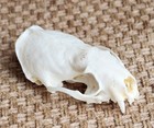 Real Mink Skull Top  Taxidermy Animal Specimen  Wild Iowa Mink Decoration  L127