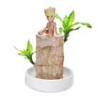 Brazilian Wood Plant  Indoor Office Desktop Plant  Mini Brazil Lucky Wood Decor