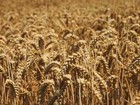 5lb Bag Cereal Rye Cover Crop Food Plots Best Quality Free Shipping 