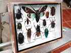 Real Insect Taxidermy Display Framed Box Butterfly Art Entomology Specimens  30