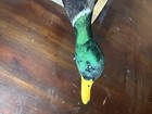 Mallard Duck Taxidermy Wall Mount