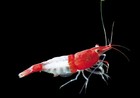 Live Freshwater Aquarium Premium Red Rili Shrimp  neocaridina Sp  