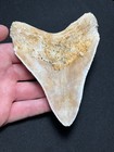 4 62  Megalodon Fossil Shark Tooth Summerville  South Carolina