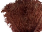 1 2 Lb  18-24  Brown Ostrich Wing Plumes Wholesale Feathers Centerpiece Costume