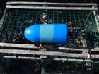 Free Ship 203 Maine Lobster Buoy Nautical Pot Bouy Float Shore Crab Lake Cape