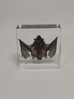 Real Bat In Resin Block Bat Oddities Weird Strange Odd Creepy Bizarre Mystical