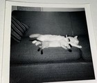 Rare Vintage American Playful Pet Cats  Cute Animals 1960 s Snapshot Photo Lot 