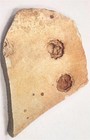 Nama Formation Fossil Fish River Canyon Namibia Pfnnf 2