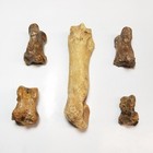 Lot Of 5 Large Fossil Cave Bear Finger Bones Romania Austria Mammal Tooth Ha