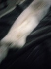 Arctic Fox Fur Pelt